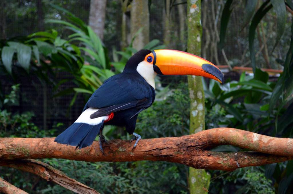 Posada Del Chaman Iguazu Puerto Iguazú Eksteriør bilde